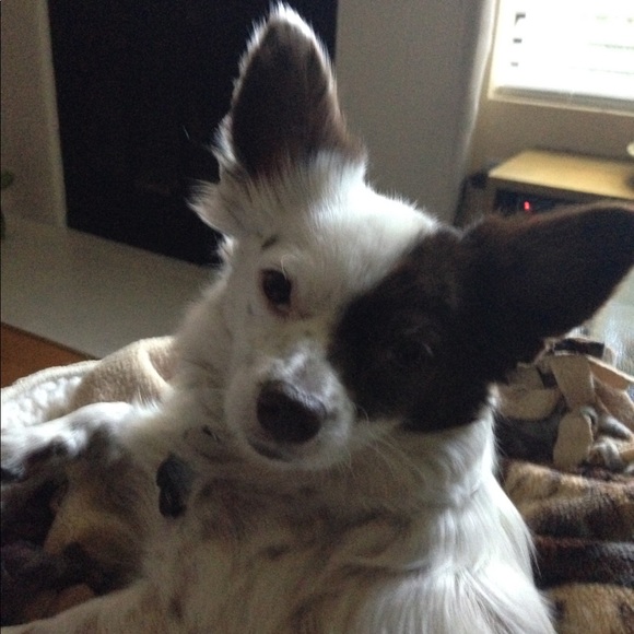 Isnt Austin adorable?🐶❤️ - Picture 1 of 1